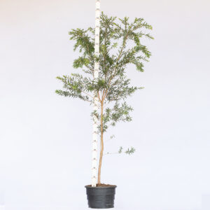 Escova de garrafa - Callistemon viminalis