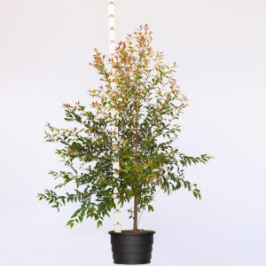 Jambo smith - Jambinho - Syzygium paniculatum