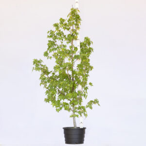Liquidâmbar - Liquidambar styraciflua