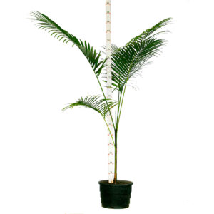 Palmito Jussara - Euterpe edulis