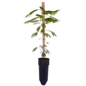 Angico branco - Anadenanthera colubrina