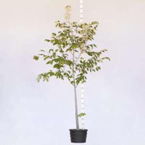 Açoita Cavalo Miúdo - Luehea divaricata