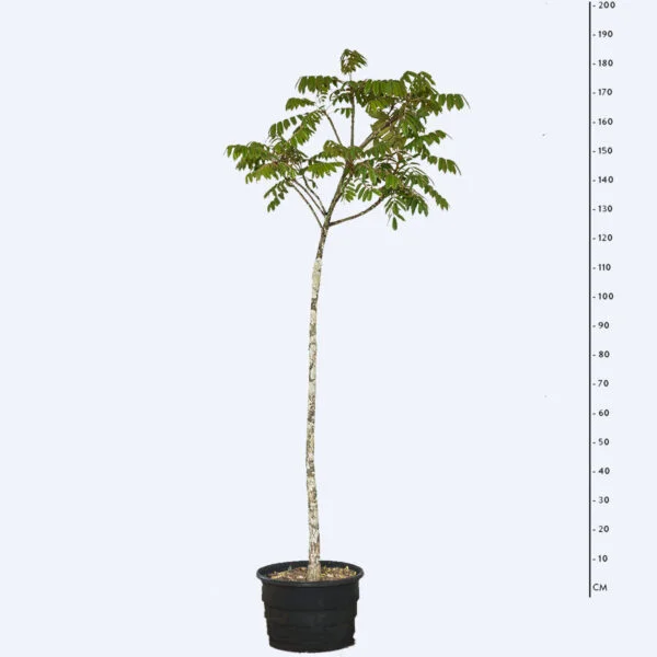 Angelim Amargoso - Andira anthelmia