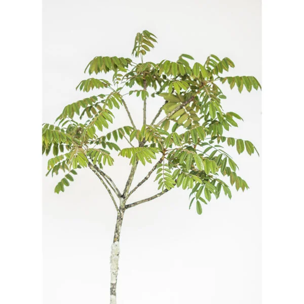 Angelim Amargoso - Andira anthelmia