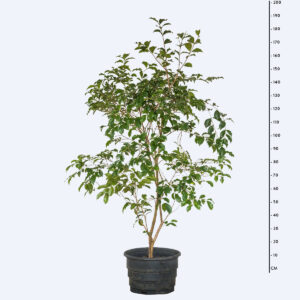 Araçá roxo - Psidium myrtoides