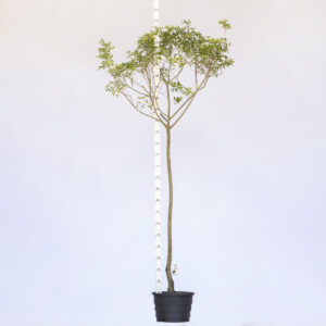 Aroeira Brava - Lithraea molleoides