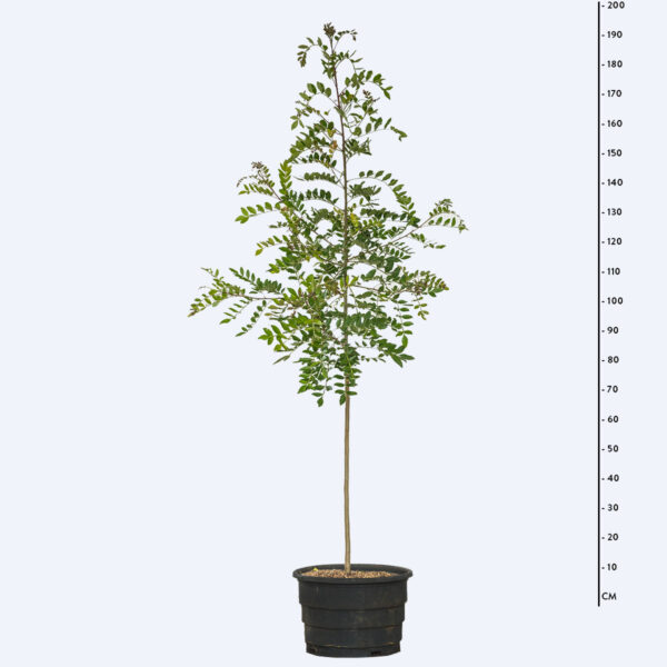 Aroeira pimenteira - Schinus terebinthifolia