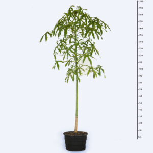 Árvore do fogo - Brachychiton acerifolius