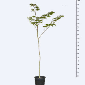 Cabreúva Vermelha - Myroxylon peruiferum