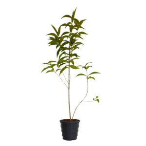 Calicarpa - Callicarpa nudiflora