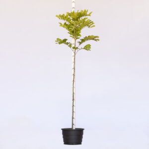 Camboata - Cupania vernalis