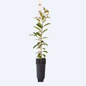 Canelão seboso - Nectandra cuspidata