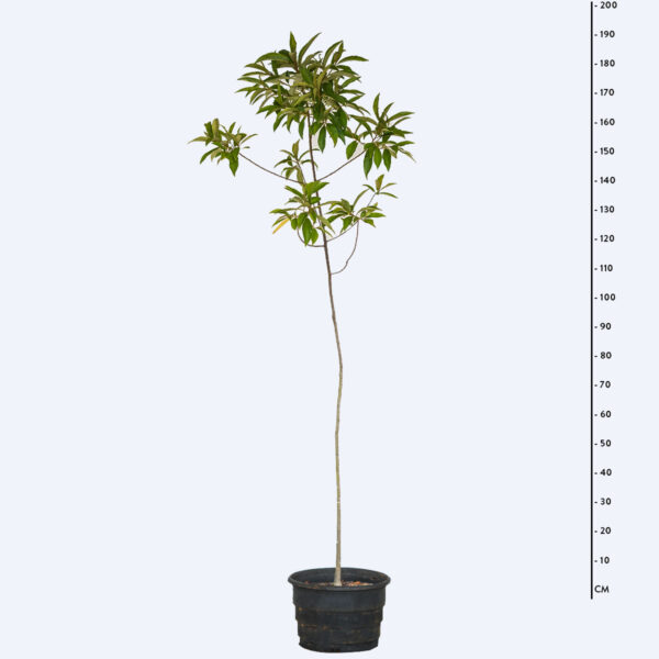 Capororoca Ferrugem - Myrsine coriacea