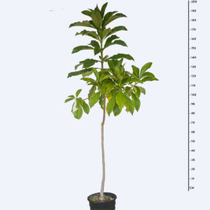 Casca de anta - Rauvolfia sellowii