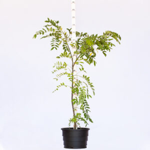 Cássia de São João - Senna spectabilis