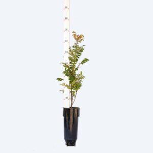 Cassia Rosa - Cassia grandis Cassia Rosa - Cassia grandis