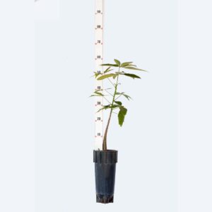 Castanha do Maranhão - Pachira glabra