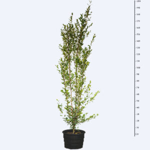 Cereja do Rio Grande - Eugenia involucrata