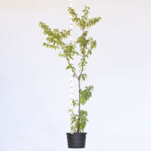 Cerejeira do Japão - Prunus campanulata