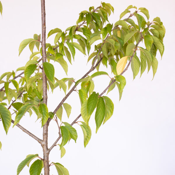 Cerejeira do Japão - Prunus campanulata