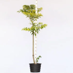 Chá de Bugre - Cordia ecalyculata