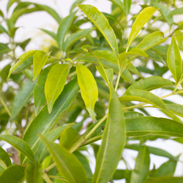 Chá de Bugre - Cordia ecalyculata
