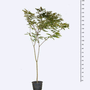 Chuva de ouro - Cassia ferruginea