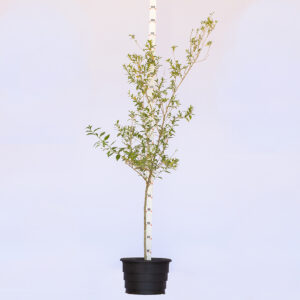 Dama da Noite - Cestrum nocturnum