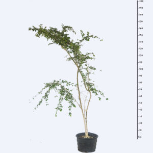 Dovalis - Dovyalis hebecarpa