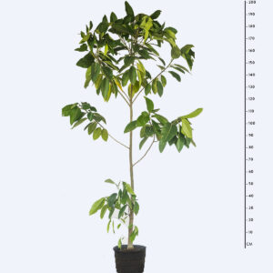Figueira Vermifuga - Ficus adhatodifolia