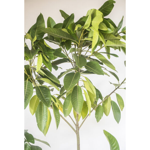 Figueira Vermifuga - Ficus adhatodifolia