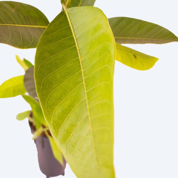 Figueira Vermifuga - Ficus adhatodifolia