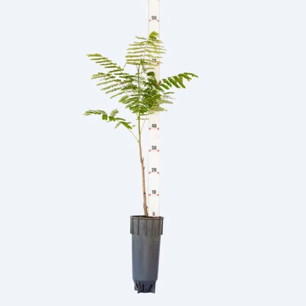 Flamboyant - Delonis Regia