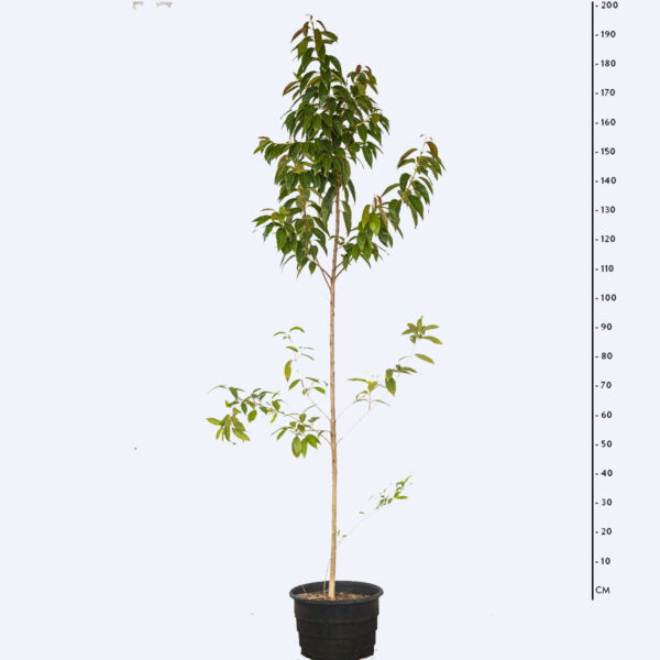 Gabiroba Amarela - Campomanesia xanthocarpa