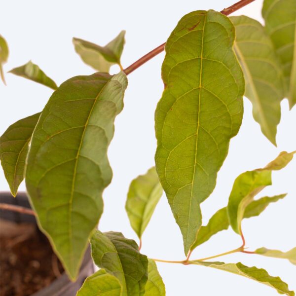 Gabiroba Amarela - Campomanesia xanthocarpa