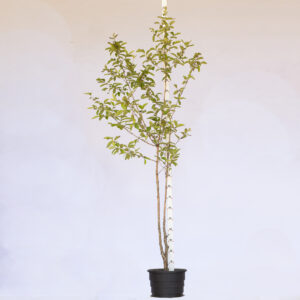 Gabiroba branca - Campomanesia neriiflora 