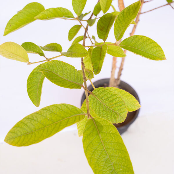 Gabiroba-branca - Campomanesia neriiflora 
