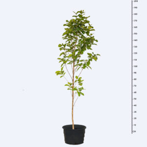 Gabiroba rugosa - Campomanesia schlechtendaliana