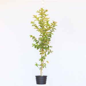 Goiaba Amarela - Psidium guajava