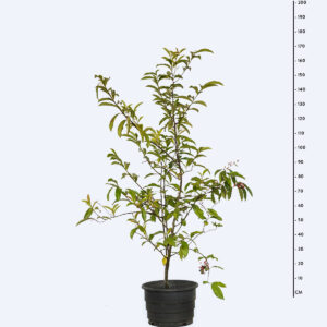 Gondo - Stylogyne orinocensis