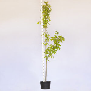 Graviola - Annona Muricata