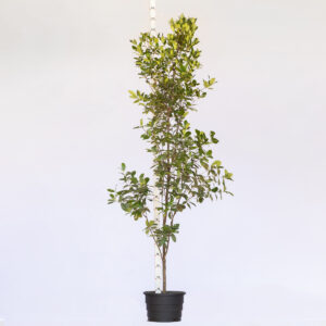 Grumixama Preta - Eugenia brasiliensis Grumixama Preta - Eugenia brasiliensis