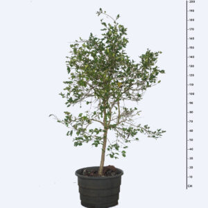 Grumixama mirim - Eugenia longipedunculata Grumixama mirim - Eugenia longipedunculata