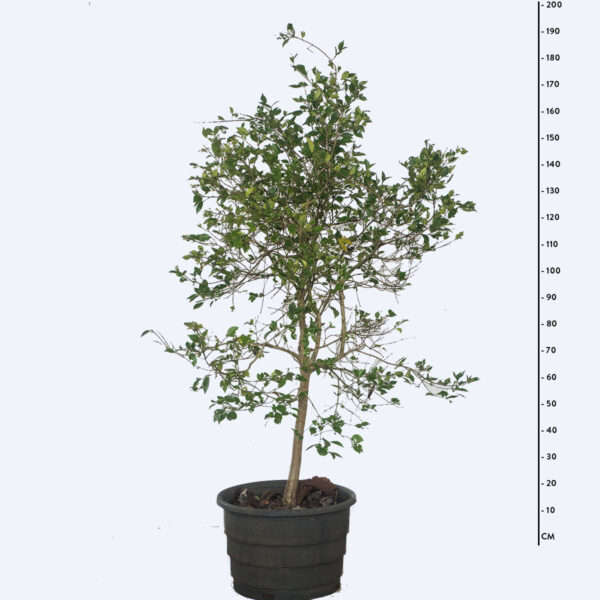 Grumixama mirim - Eugenia longipedunculata