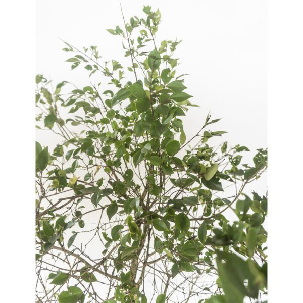 Grumixama mirim - Eugenia longipedunculata