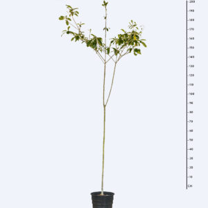 Guarantã - Esenbeckia leiocarpa