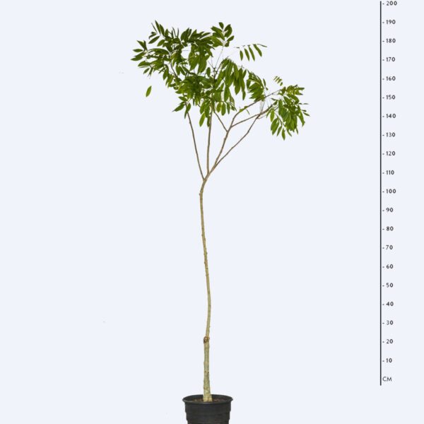 Ingá bravo - Lonchocarpus sericeus