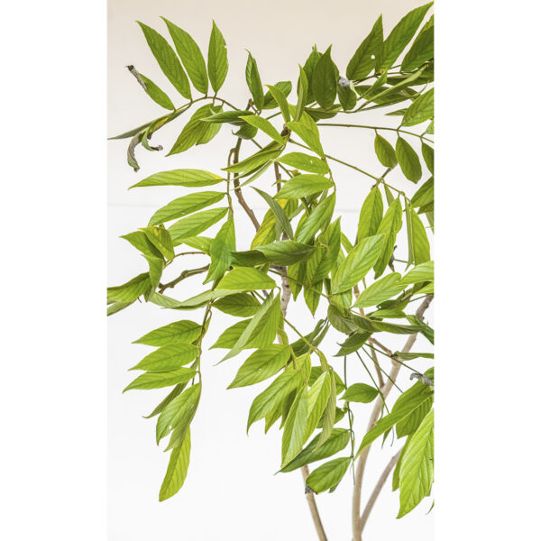 Ingá bravo - Lonchocarpus sericeus