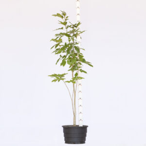 Ipê Amarelo Liso - Handroanthus vellosoi - M (1,5 a 1,8m)