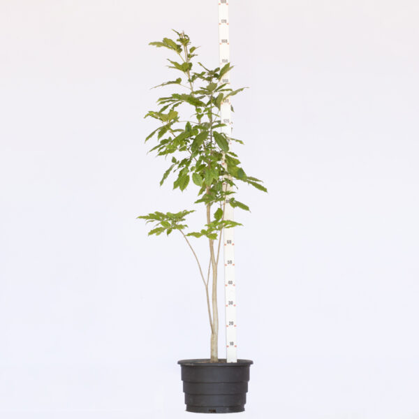 Ipê Amarelo Liso - Handroanthus vellosoi - M (1,5 a 1,8m)